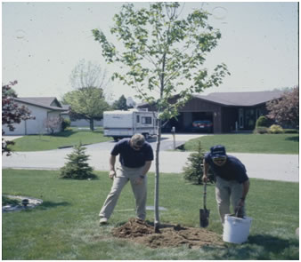 Tree Being Planted